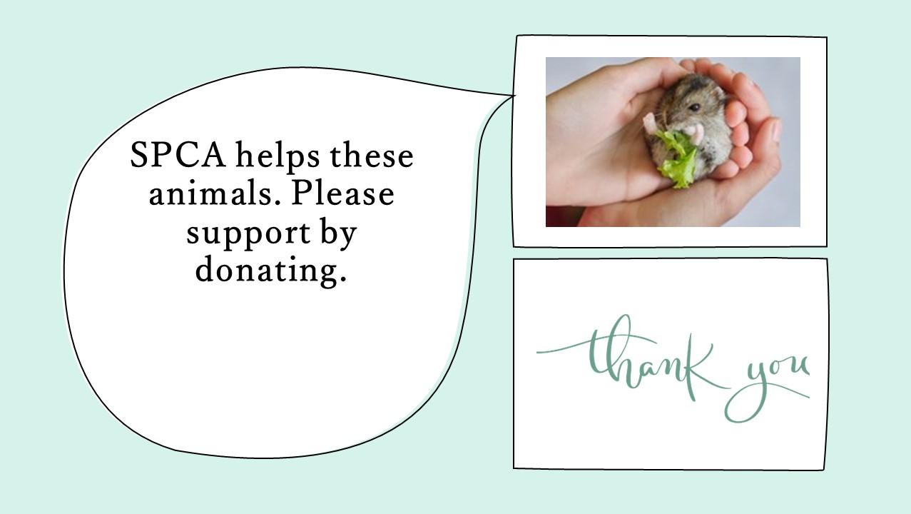 Helping the Homeless Animals